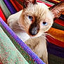 cat, siamese_cat, blue_eyes, close_up, pet, animal, whiskers, ears, fur, colorful, fabric, woven_textile, texture, striped, cozy, indoor, portrait, soft_light, curious, resting