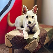 Karma joined the competition — help win amazing prizes! animal, carpet, closeup, collar, cushion, cute, dog, domestic_animal, ears, front_paws, furniture, indoor, looking, patchwork, pet, pet_accessory, puppy, stool, white_dog, young_dog