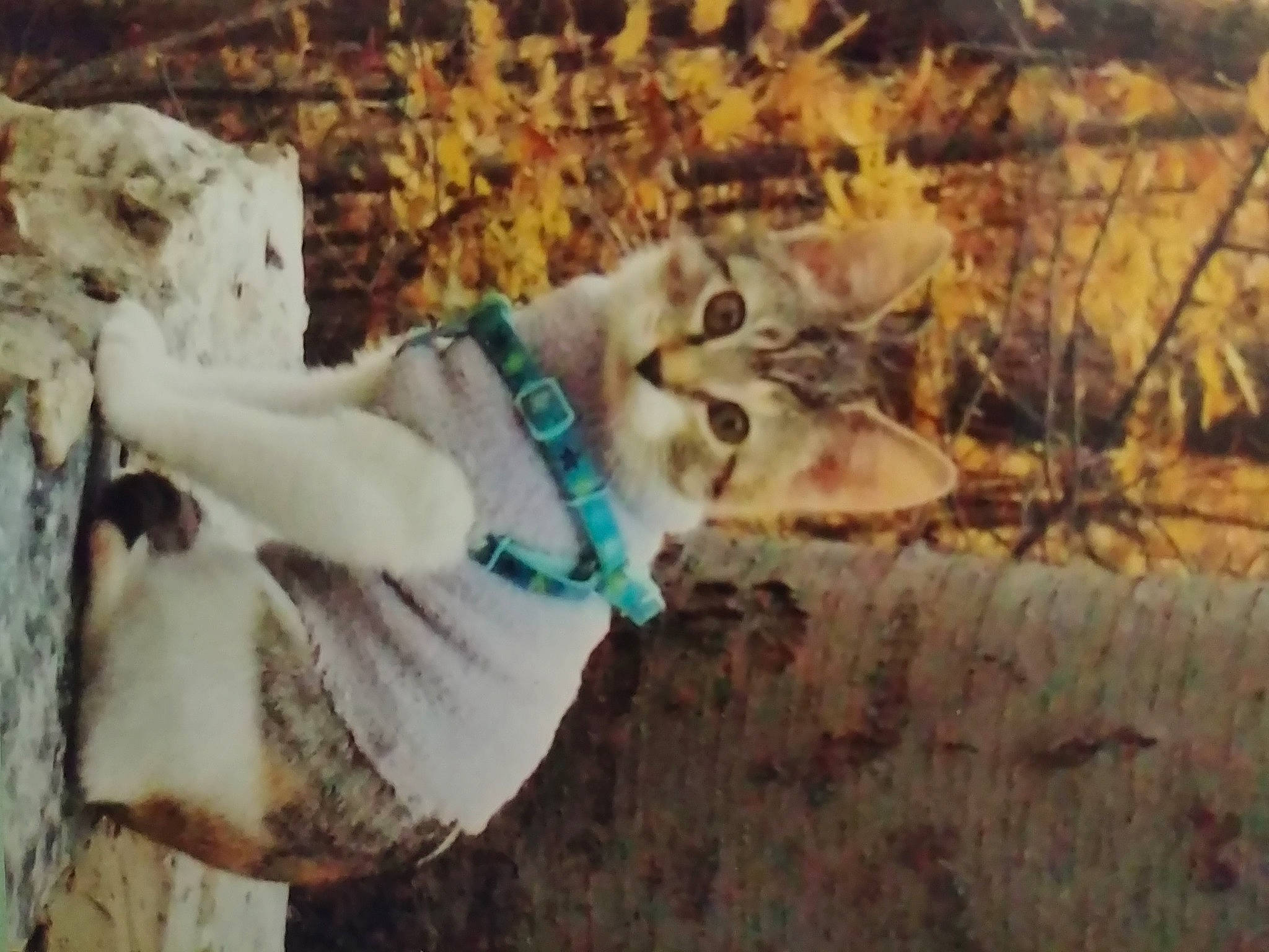 Miss Sunshine joined the competition — help win amazing prizes! carnivore, companion_dog, dog_breed, dog_clothes, fawn, felidae, fur, grass, jaw, small_to_medium_sized_cats, snout, soil, sporting_group, tail, terrestrial_animal, whiskers, wildlife, winter, wood, working_animal