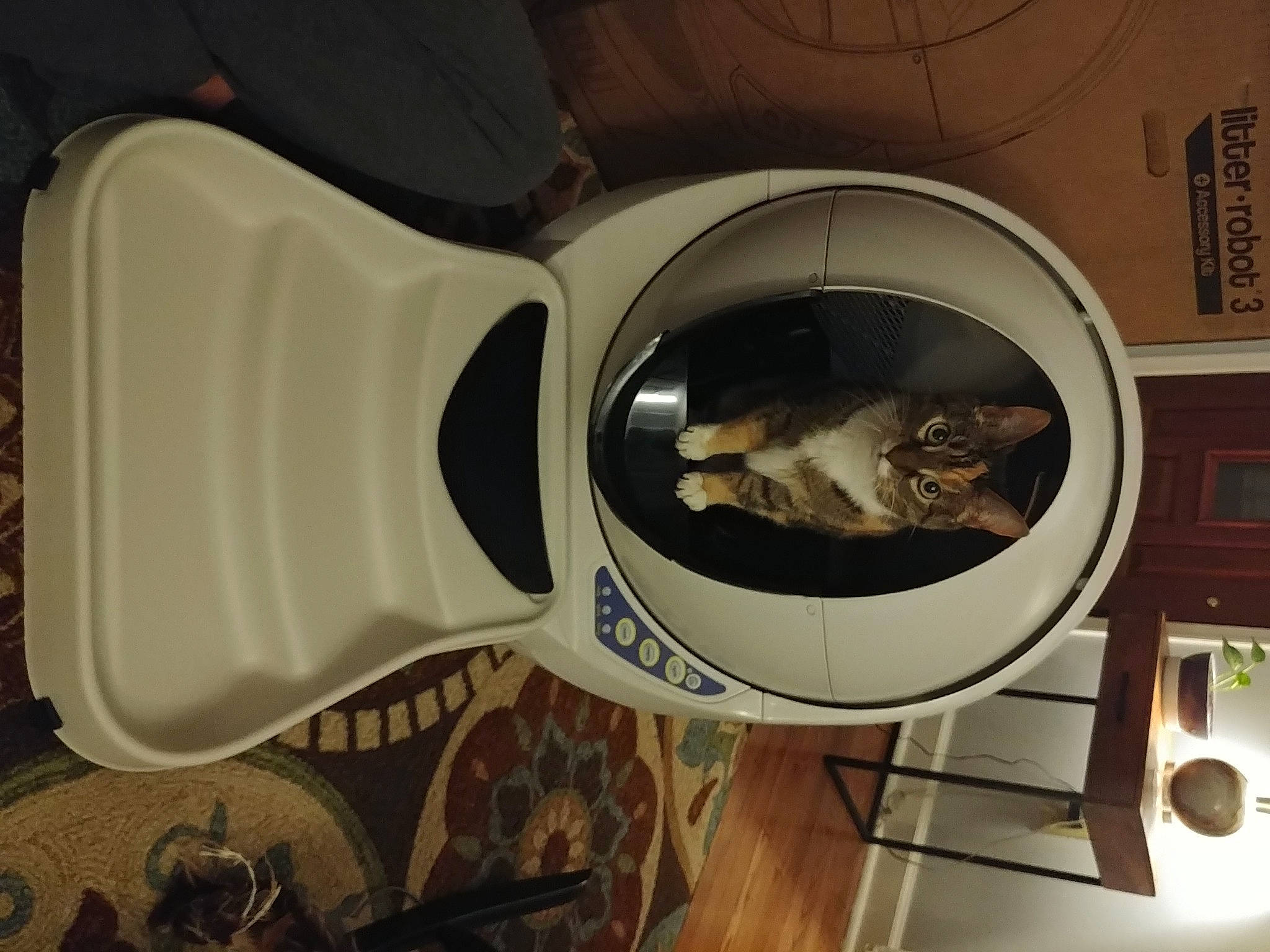 Karma is registered to the contest to win money with this photo: art, audio_equipment, automotive_design, automotive_lighting, automotive_tire, automotive_wheel_system, carnivore, cat, circle, drinkware, eyewear, felidae, home_appliance, picture_frame, room, small_to_medium_sized_cats, still_life_photography, visual_arts, whiskers, wood