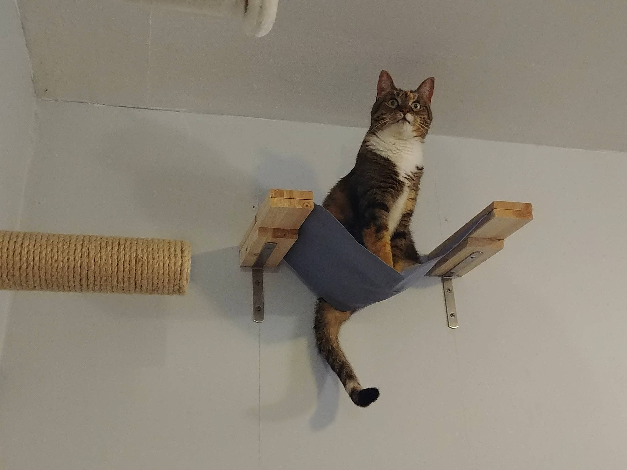 Karma is registered to the contest to win money with this photo: art, beak, carnivore, cat, chair, domestic_short_haired_cat, felidae, hardwood, metal, pet_supply, plywood, room, shelf, shelving, small_to_medium_sized_cats, tail, visual_arts, wall, whiskers, wood
