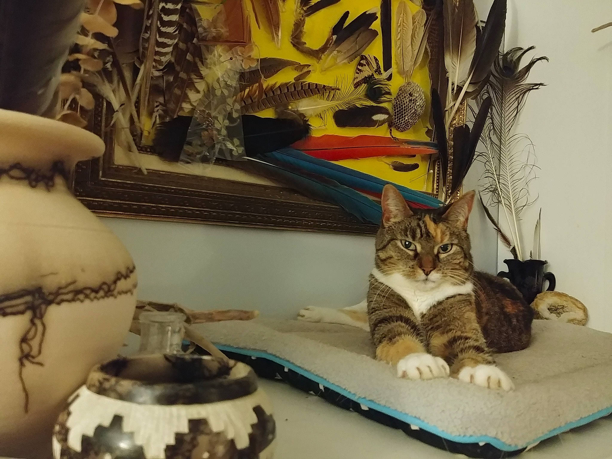 Karma is registered to the contest to win money with this photo: art, carnivore, cat, comfort, couch, dishware, domestic_short_haired_cat, drinkware, felidae, houseplant, picture_frame, plant, porcelain, room, serveware, shelf, small_to_medium_sized_cats, textile, whiskers, yellow