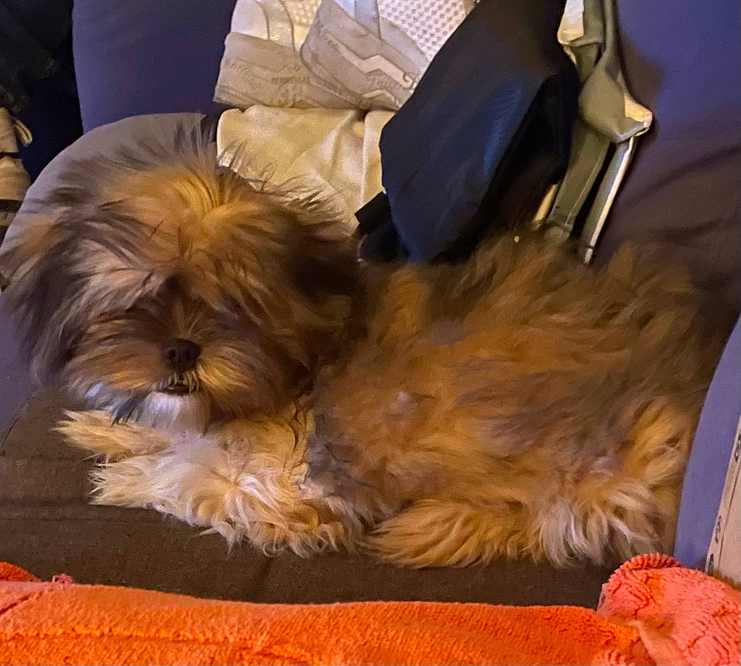 Pearl participe au concours pour gagner de l'argent avec cette photo : canidae, carnivore, comfort, companion_dog, dog, dog_breed, fur, liver, nap, shih_poo, shih_tzu, small_terrier, snout, sporting_group, tail, terrier, toy_dog, whiskers, working_animal, yorkipoo