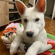 Tika a rejoint le concours — aidez-le/la à gagner de superbes lots ! puppy, dog, white_dog, blanket, indoor, floor, ears, curious, pet, animal, young_dog, closeup, looking, cute, home, cozy, fur, resting, portrait, tile_floor