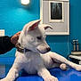 Tika participe au concours pour gagner de l'argent avec cette photo : animal, blue_table, collar, cute, dog, domestic_animal, furniture, hand, indoor, kitten_picture, lamp, pet, portrait, puppy, relaxing, vet_office, wall, white_dog, xray, young_dog