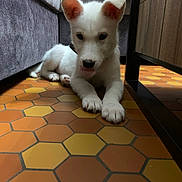 Tika a rejoint le concours — aidez-le/la à gagner de superbes lots ! animal, couch, curious, cute, dog, ears, floor, furniture, home, indoor, lying_down, paw, pet, puppy, relaxing, small_dog, tile_floor, tongue_out, white_dog, young_dog