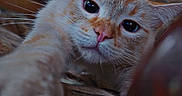 Eiji participe au concours pour gagner de l'argent avec cette photo : cat, close_up, indoor, living_room, furniture, curious, whiskers, ears, eyes, paw, carpet, couch, pattern, decor, home, cozy, pet, mammal, fur, timestamp