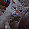 cat, close_up, indoor, living_room, furniture, curious, whiskers, ears, eyes, paw, carpet, couch, pattern, decor, home, cozy, pet, mammal, fur, timestamp