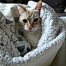 cat, blanket, cozy, indoor, pet, fur, whiskers, ears, face, cute, comfort, soft, texture, home, cushion, resting, relaxation, warm, snuggle, curious