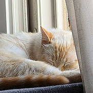 Eiji participe au concours pour gagner de l'argent avec cette photo : cat, sleeping, window, curtain, fur, orange, cream, cozy, resting, indoor, pet, animal, relaxing, closeup, soft_light, calm, cute, feline, nap, peaceful