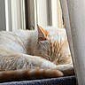 cat, sleeping, window, curtain, fur, orange, cream, cozy, resting, indoor, pet, animal, relaxing, closeup, soft_light, calm, cute, feline, nap, peaceful