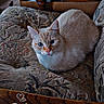 cat, cream_colored, orange_markings, armchair, floral_pattern, wooden_armrest, indoor, pet, feline, cozy, resting, fur, animal, home, furniture, timestamp, text_overlay, relaxed, looking_at_camera, domestic