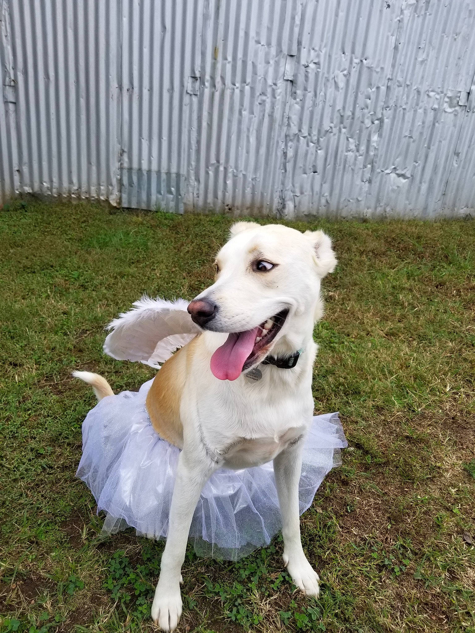 Abby is registered to the contest to win money with this photo: canidae, carnivore, companion_dog, dog, dog_breed, fawn, grass, labrador_retriever, mammal, rare_breed_dog, retriever, sporting_group, vertebrate