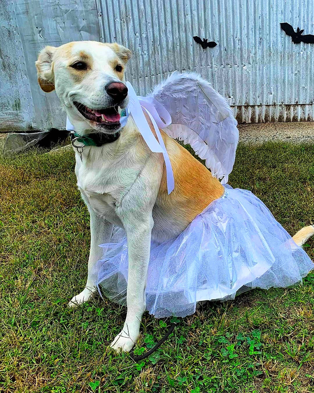 Abby joined the competition — help win amazing prizes! canidae, carnivore, companion_dog, costume, dog, dog_breed, dog_clothes, fawn, grass, labrador_retriever, retriever, snout, sporting_group, tail