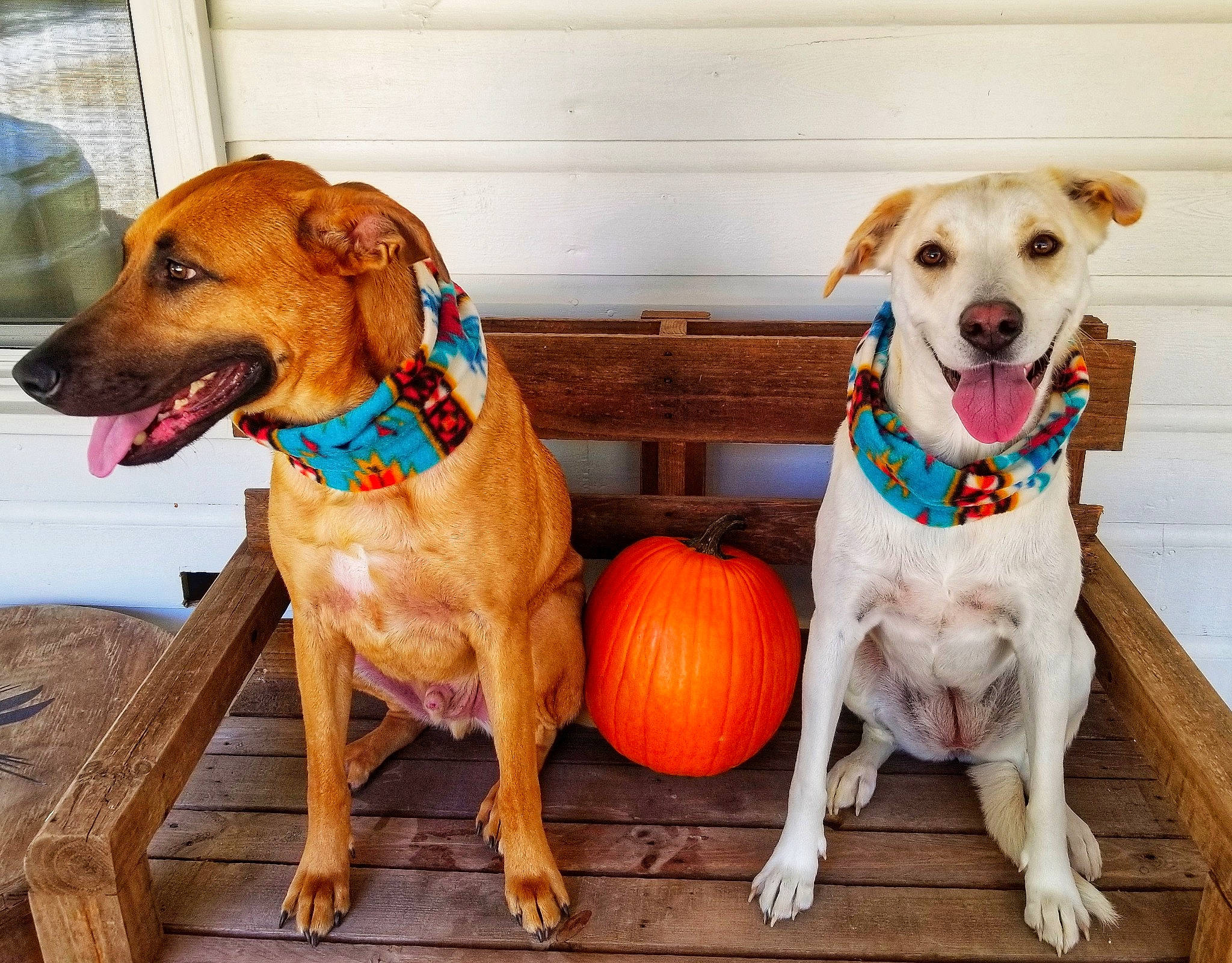 Abby is registered to the contest to win money with this photo: adventure, canidae, carnivore, companion_dog, dog, dog_breed, dog_collar, dog_toy, fawn, food, labrador_retriever, plant, pumpkin, puppy, rhodesian_ridgeback, snout, sporting_group, working_dog