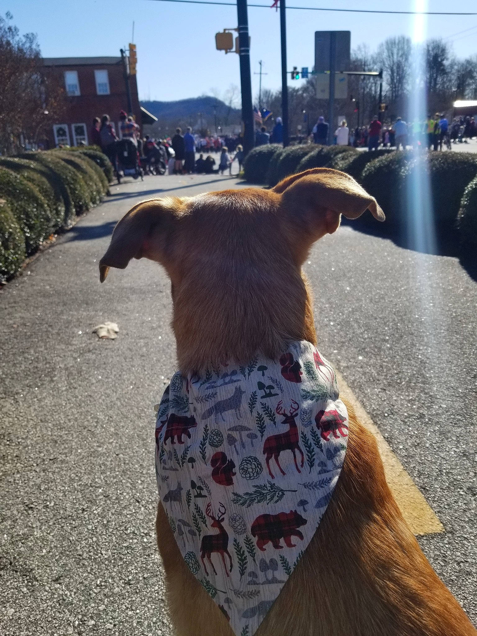 Rivers is registered to the contest to win money with this photo: canidae, fawn, plant, snout, tree