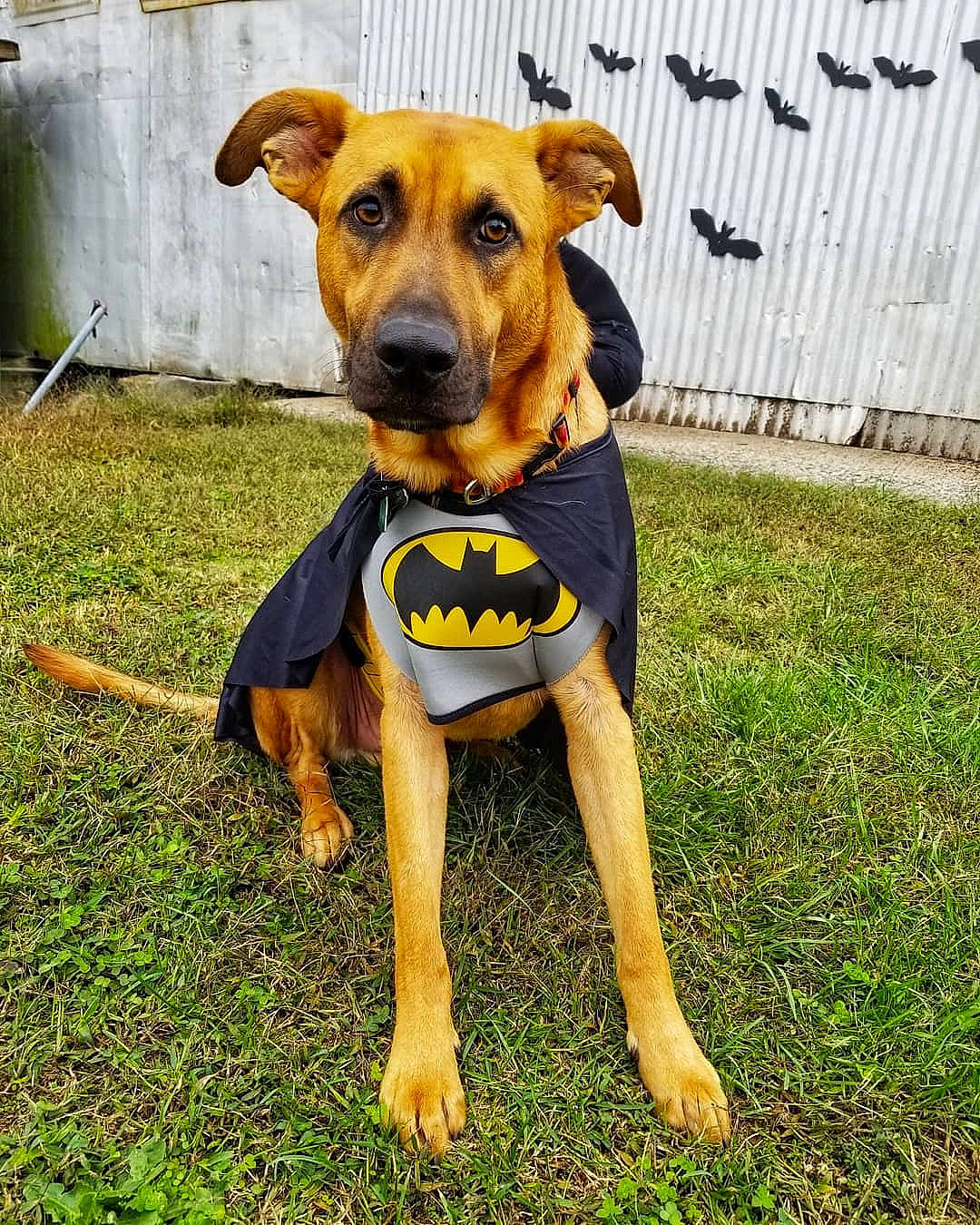 Rivers joined the competition — help win amazing prizes! black_mouth_cur, canidae, carnivore, companion_dog, dog, dog_breed, dog_clothes, dog_supply, fawn, german_pinscher, german_shepherd_dog, mammal, plant, puppy, snout, sporting_group, working_dog, yellow