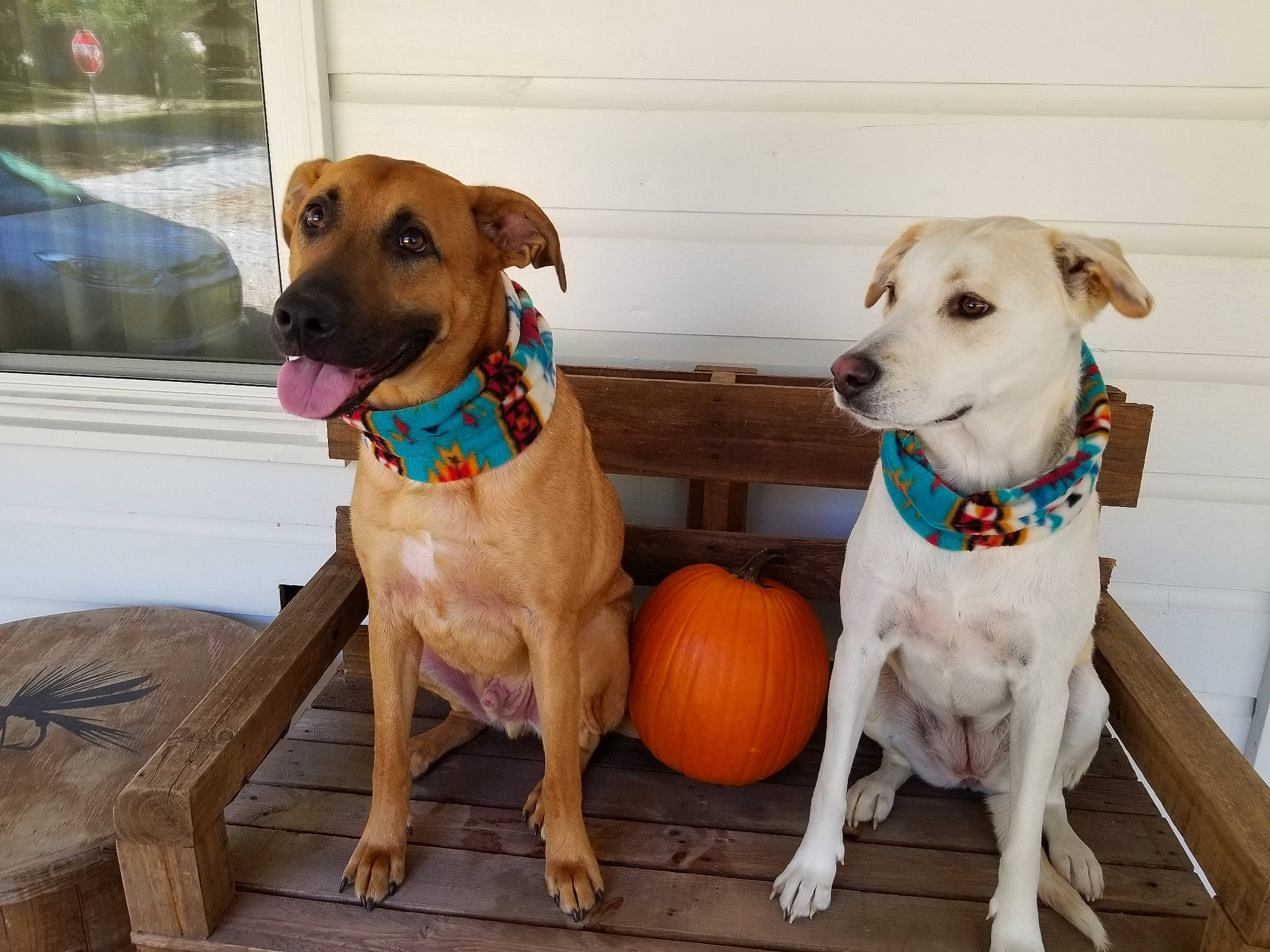 Rivers is registered to the contest to win money with this photo: adventure, american_pit_bull_terrier, canidae, carnivore, dog, dog_breed, dog_collar, fawn, mammal, non_sporting_group, potcake_dog, rare_breed_dog, rhodesian_ridgeback, snout, sporting_group, working_dog