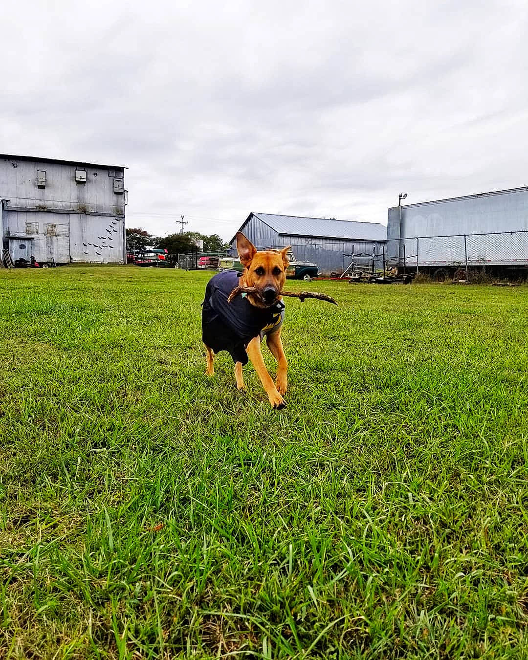 Rivers joined the competition — help win amazing prizes! canidae, carnivore, companion_dog, dobermann, dog, dog_breed, german_pinscher, grass, grassland, guard_dog, lawn, mammal, miniature_pinscher, mountain, pinscher, plant, puppy, sky, sporting_group, working_dog