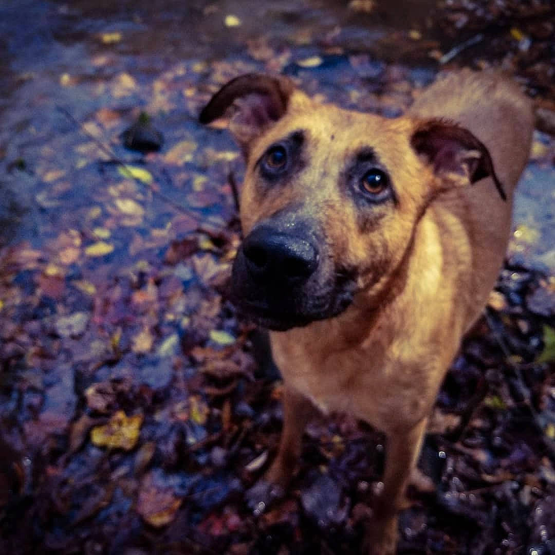 Rivers joined the competition — help win amazing prizes! black_mouth_cur, canidae, carnivore, dog, dog_breed, fawn, mammal, mountain_cur, nose, plant, potcake_dog, sky, snout, sporting_group, street_dog