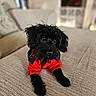 dog, black_dog, pet, puppy, red_clothing, couch, indoor, fur, cute, animal, companion, relaxed, looking, home, portrait, mammal, domestic, furniture, cozy, sitting