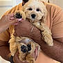 Nala is registered to the contest to win money with this photo: puppy, dog, pet, cute, fluffy, paw, hand, person, holding, indoor, fur, collar, watch, bracelet, skin, animal, face, eyes, nail, friendly