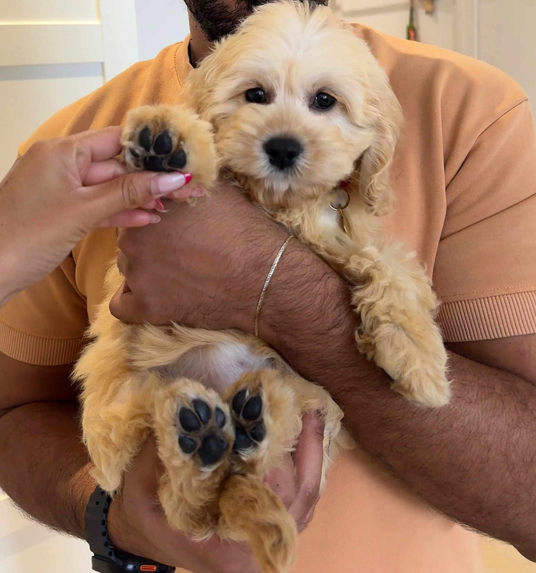 Nala is registered to the contest to win money with this photo: puppy, dog, pet, cute, fluffy, paw, hand, person, holding, indoor, fur, collar, watch, bracelet, skin, animal, face, eyes, nail, friendly