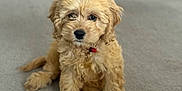 Nala joined the competition — help win amazing prizes! puppy, dog, pet, cute, fluffy, golden, sitting, carpet, indoors, collar, adorable, young, canine, fur, animal, companion, domestic, friendly, small, portrait