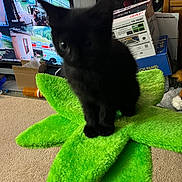 Smoky joined the competition — help win amazing prizes! animal, black_kitten, boxes, carpet, cat, cluttered_room, curious, electronics, furniture, fuzzy, green, household_items, indoor, pet, plush_flower, screen, security_camera_footage, small_animal, television, toy