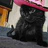 Smoky joined the competition — help win amazing prizes! animal_hat, black_cat, cat_tree, cowboy_hat, cozy_room, curious, cute, domestic_cat, feline, home_interior, indoor, kitten, leopard_print, pet, pink_hat, portrait, sitting, small_animal, soft_texture, young_cat