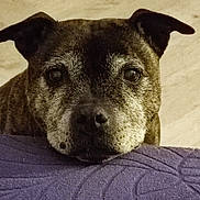 Ianka a rejoint le concours — aidez-le/la à gagner de superbes lots ! dog, pet, close_up, face, fur, ears, resting, chin, purple, texture, animal, looking, indoor, portrait, muzzle, brown, black, gray, cute, calm