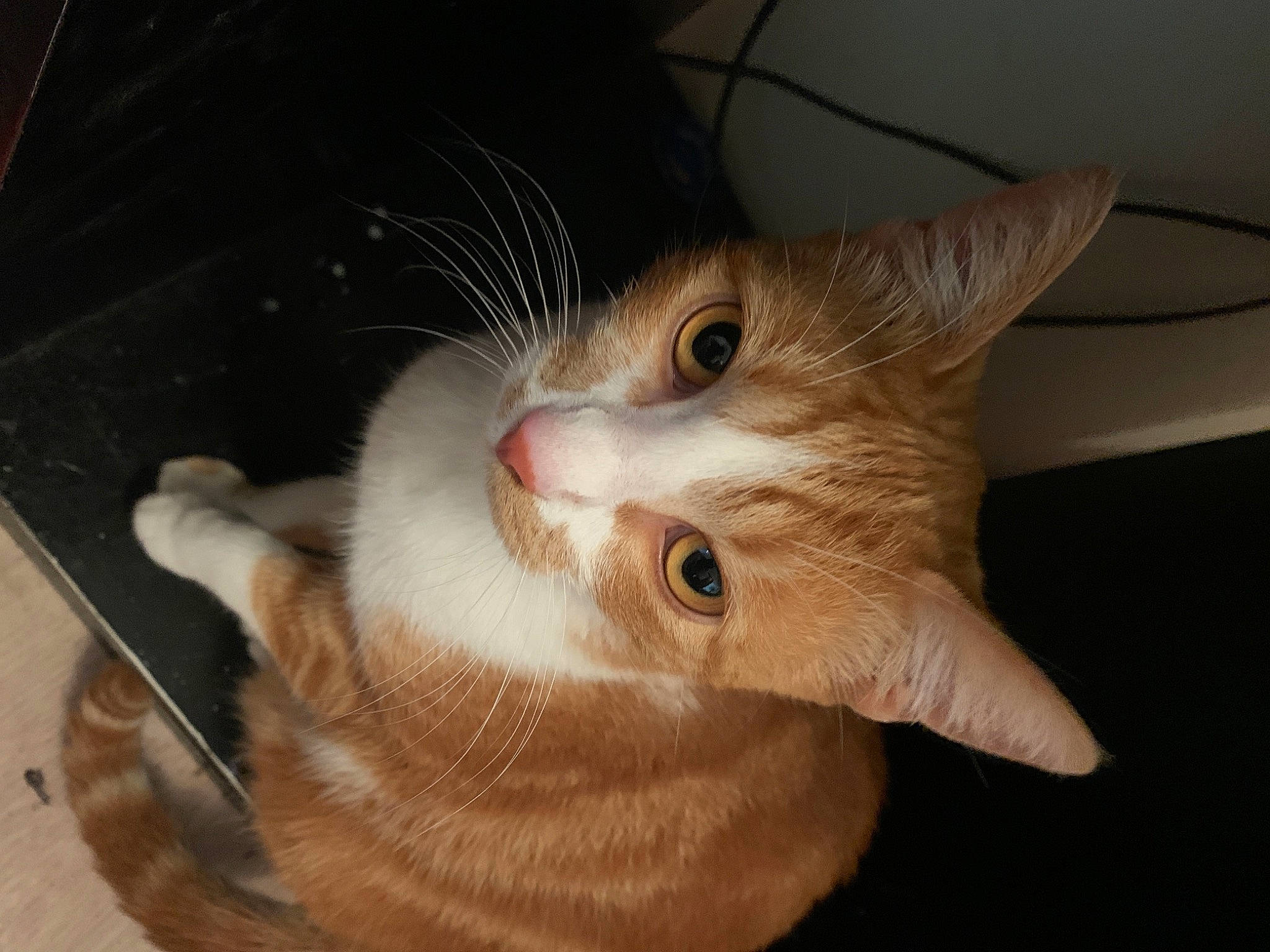 Caillou participe au concours pour gagner de l'argent avec cette photo : box, carnivore, cat, claw, domestic_short_haired_cat, ear, eyelash, fawn, felidae, fur, iris, paw, small_to_medium_sized_cats, snout, tail, whiskers