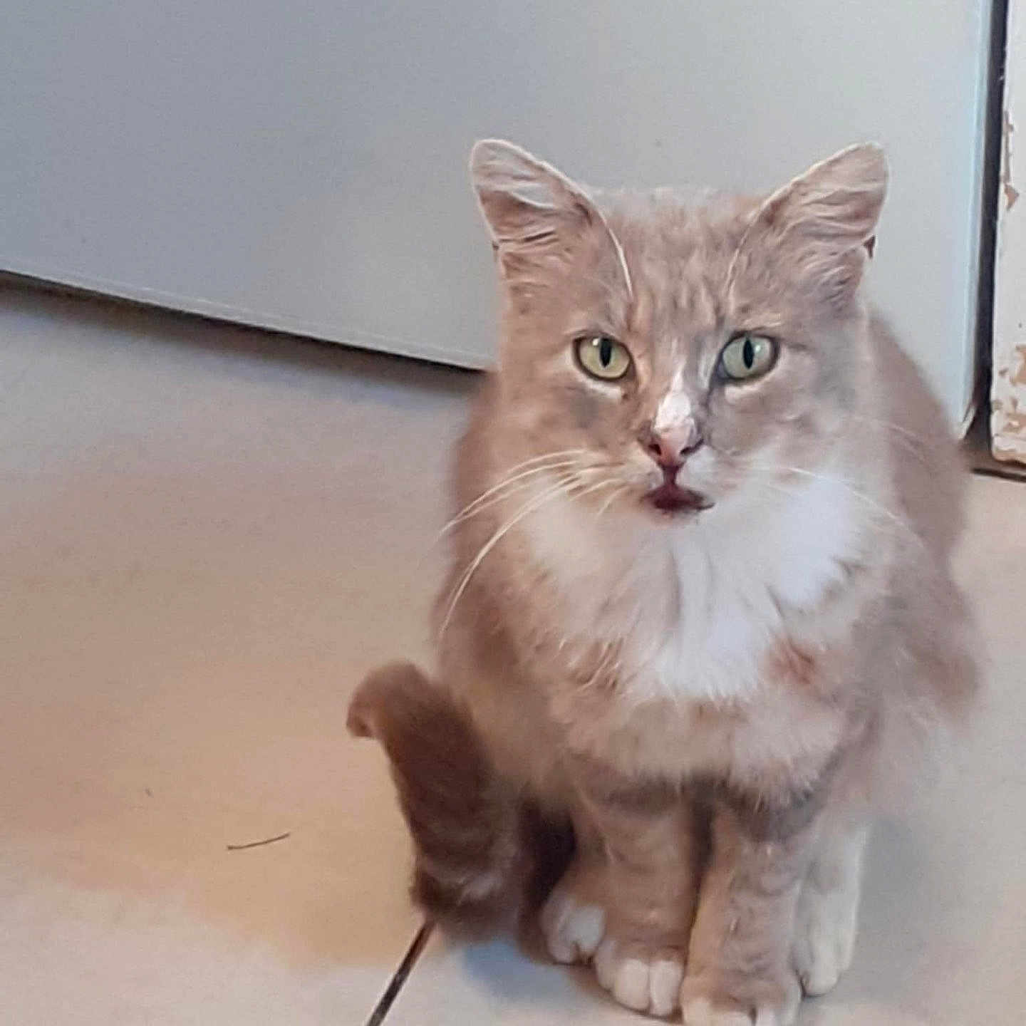 Costi participe au concours pour gagner de l'argent avec cette photo : abyssinian, angora, animal, architecture, building, cat, foyer, hardwood, indoors, kitten, manx, pet, siamese, snout, stainedwood, wood
