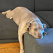 Bunny joined the competition — help win amazing prizes! dog, couch, living_room, pet, gray_dog, sectional_sofa, ottoman, relaxed, resting, paw, carpet, wood_trim, indoor, animal, fur, collar, home, furniture, laying_down, domestic_animal