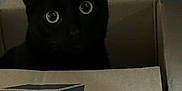 Flynn joined the competition — help win amazing prizes! cat, black_cat, cardboard_box, small_box, indoor, pet, animal, curious, wide_eyes, dim_lighting, cute, feline, box, sitting, looking, mysterious, shadow, domestic_cat, whiskers, ears