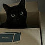 cat, black_cat, cardboard_box, small_box, indoor, pet, animal, curious, wide_eyes, dim_lighting, cute, feline, box, sitting, looking, mysterious, shadow, domestic_cat, whiskers, ears