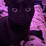 cat, black_cat, close_up, indoor, pet, animal, purple_light, bed, blanket, floral_pattern, whiskers, ears, feline, cute, domestic_animal, cozy, soft_light, portrait, resting, sleepy