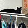 black_cat, cat, animal, pet, closet, hanger, clothing, box, home_depot, shelf, indoor, wall, looking, resting, feline, domestic_animal, fur, ears, eyes, quiet
