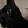cat, black_cat, close_up, green_eyes, whiskers, fur, pet, indoor, animal, face, curious, blurred, portrait, mammal, domestic_animal, feline, close_range, head, eye, nose
