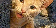 Finley is registered to the contest to win money with this photo: abyssinian, angora, animal, cat, egyptiancat, kitten, manx, pet, siamese, snout