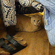 Finley is registered to the contest to win money with this photo: cat, ginger_cat, indoor, wooden_floor, chair, patterned_fabric, quilted_blanket, footwear, sandals, cozy, pet, resting, home_interior, flooring, animal, furniture, domestic, relaxing, quiet, cute