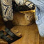 cat, ginger_cat, indoor, wooden_floor, chair, patterned_fabric, quilted_blanket, footwear, sandals, cozy, pet, resting, home_interior, flooring, animal, furniture, domestic, relaxing, quiet, cute