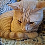 Finley joined the competition — help win amazing prizes! cat, tabby_cat, orange_cat, pet, animal, feline, resting, close_up, indoor, fur, whiskers, ears, eyes, tail, patterned_fabric, texture, soft, cute, domestic_animal, relaxed