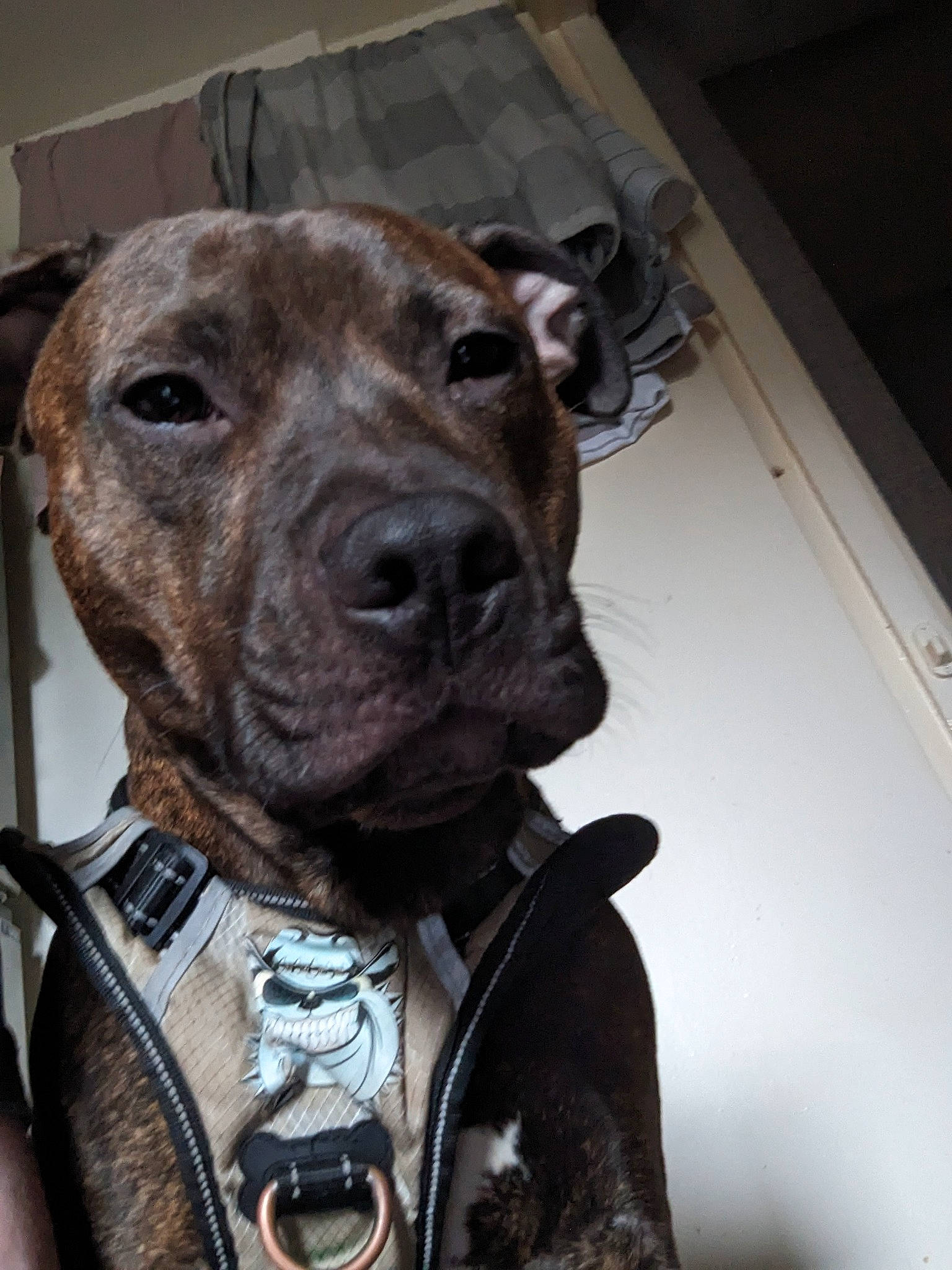 Zion is registered to the contest to win money with this photo: canidae, carnivore, collar, companion_dog, dog, dog_breed, dog_collar, fawn, fur, guard_dog, liver, non_sporting_group, pet_supply, snout, sporting_group, terrestrial_animal, whiskers, working_animal, working_dog