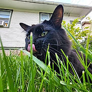 Lucifer joined the competition — help win amazing prizes! animal, black_cat, cat, close_up, curious, daylight, domestic_cat, ears, fur, grass, greenery, house, mammal, nature, outdoor, pet, plants, tongue_out, whiskers, window