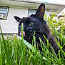animal, black_cat, cat, close_up, curious, daylight, domestic_cat, ears, fur, grass, greenery, house, mammal, nature, outdoor, pet, plants, tongue_out, whiskers, window