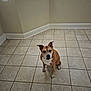 dog, brown, white, tile_floor, indoor, pet, animal, ears, floor, empty_room, wall, window, looking_up, sitting, curious, canine, companion, domestic, alert, room