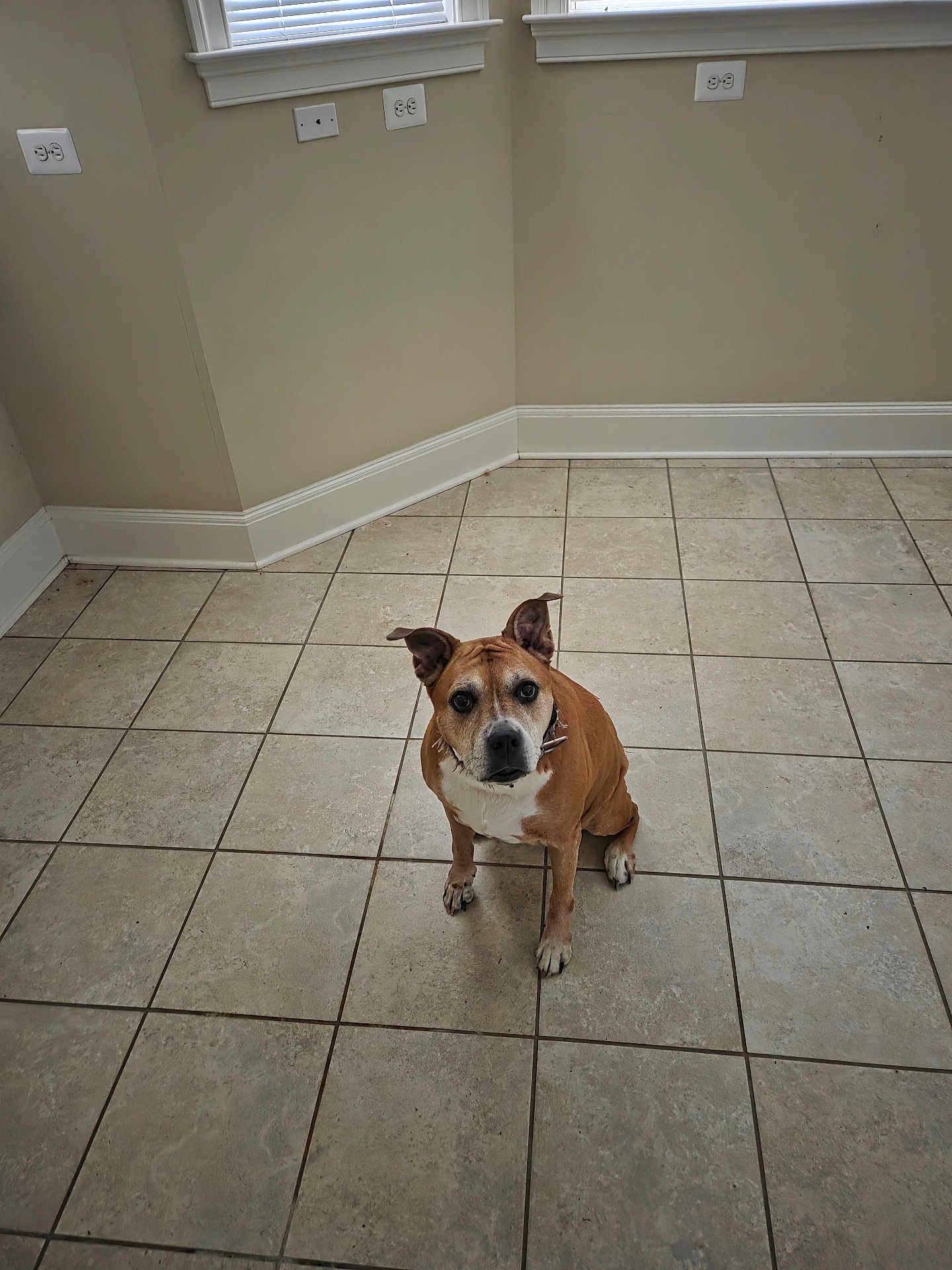 Jade is registered to the contest to win money with this photo: dog, brown, white, tile_floor, indoor, pet, animal, ears, floor, empty_room, wall, window, looking_up, sitting, curious, canine, companion, domestic, alert, room