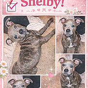 Shelby King joined the competition — help win amazing prizes! banner, blanket, brindle, campaign, carpet, checkmark, collage, cute, dog, ear, eyes, flowers, fur, indoor, nose, pet, pink, portrait, puppy, text
