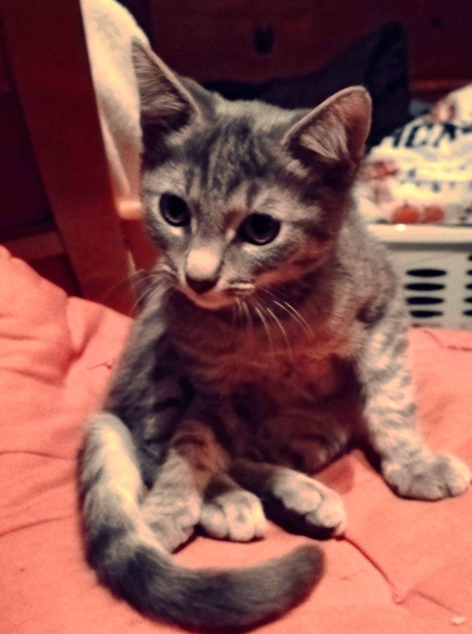 Gremlins participe au concours pour gagner de l'argent avec cette photo : carnivore, cat, cat_supply, claw, comfort, domestic_short_haired_cat, felidae, fur, gesture, paw, photo_caption, sitting, small_to_medium_sized_cats, snout, tail, whiskers